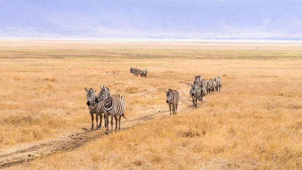 Zebras เดินผ่านปากปล่องภูเขา — ภาพถ่ายสต็อก