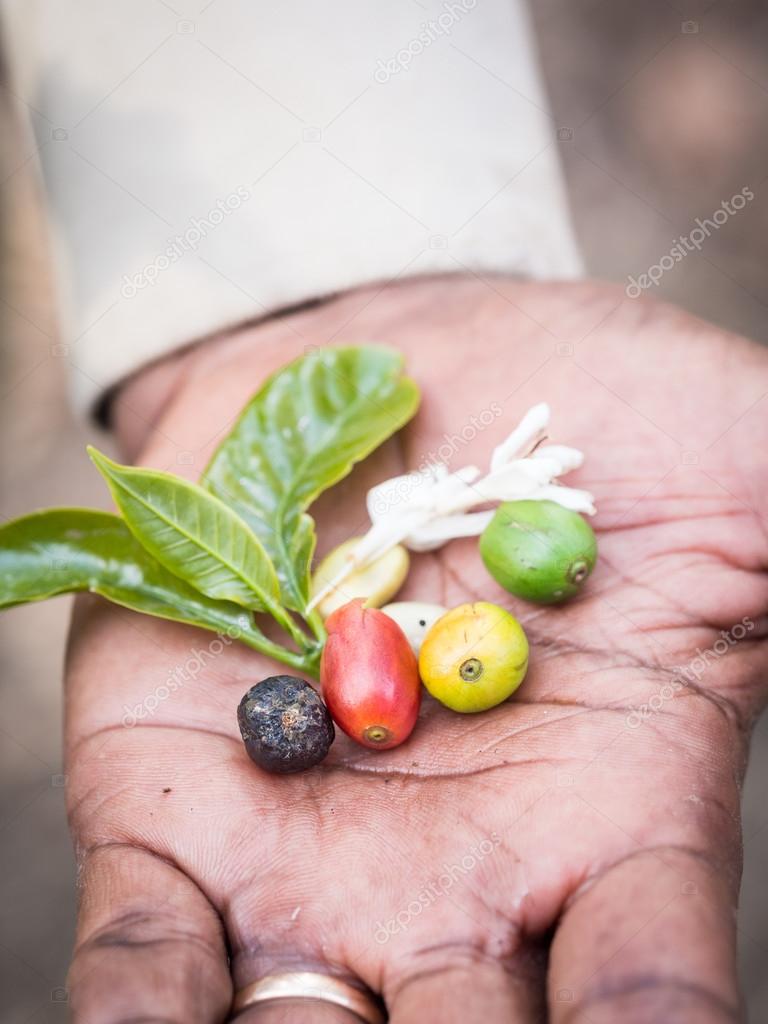 coffee cherries  held by a guide