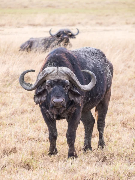 African buffalo in Ngorongoro Crater — Stock Photo, Image