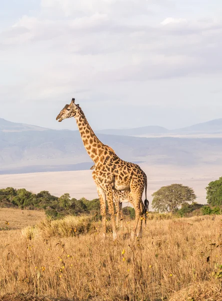 Jirafa en el borde del cráter de Ngorongoro — Foto de Stock