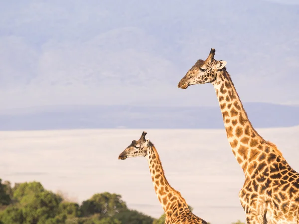 Beslag van giraffen op de rand — Stockfoto