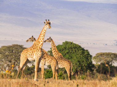 giraffes on the rim of the Ngorongoro Crater clipart