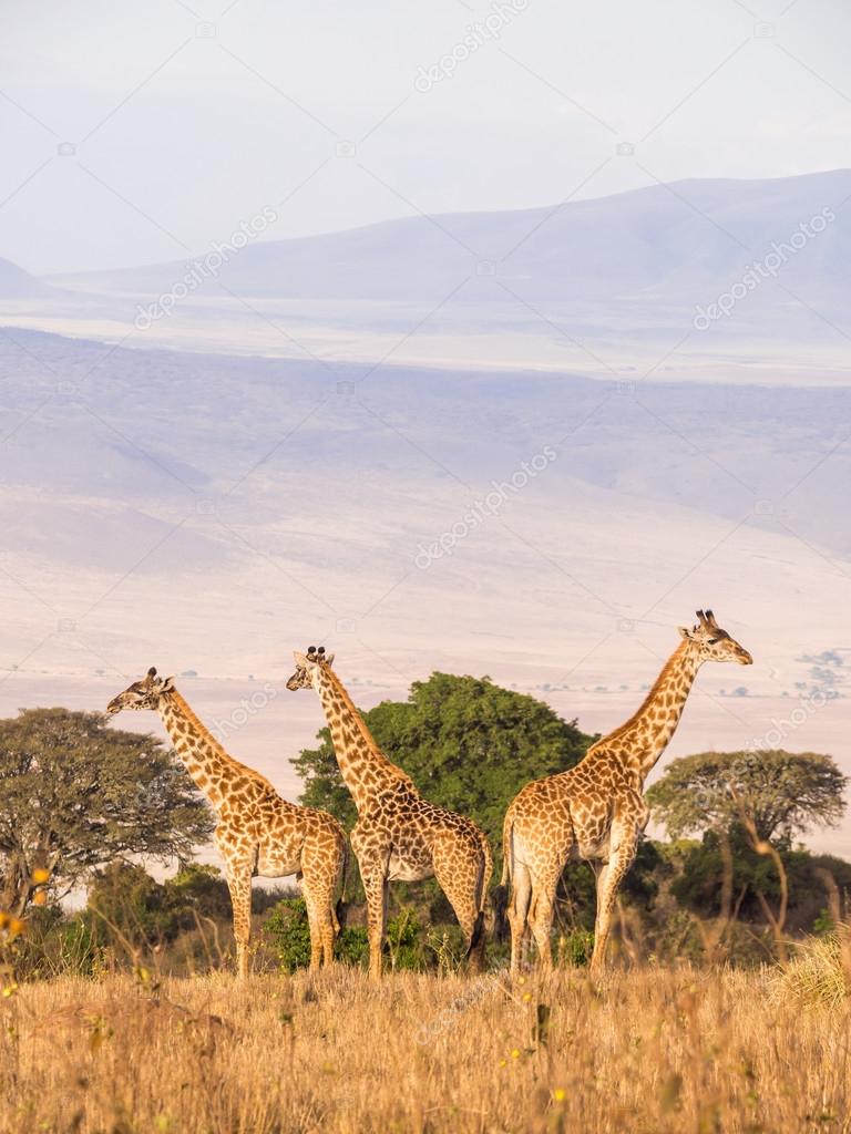 giraffes on the rim of the Ngorongoro Crater