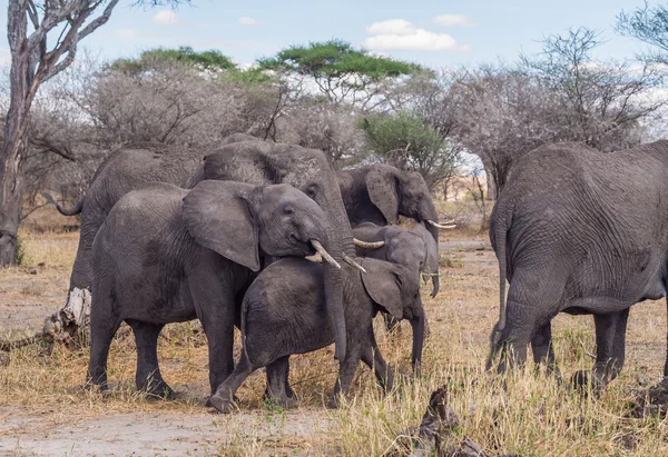 Manada de elefantes en el parque nacional del Tarangire — Foto de Stock
