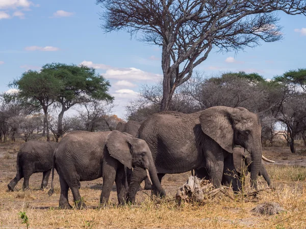 Manada de elefantes en el parque nacional del Tarangire — Foto de Stock