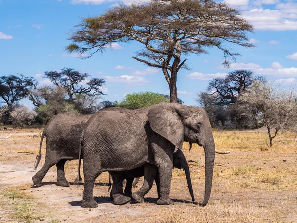 Manada de elefantes en el parque nacional del Tarangire — Foto de Stock