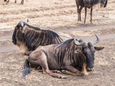 Ngorongoro krateri mavi öküz