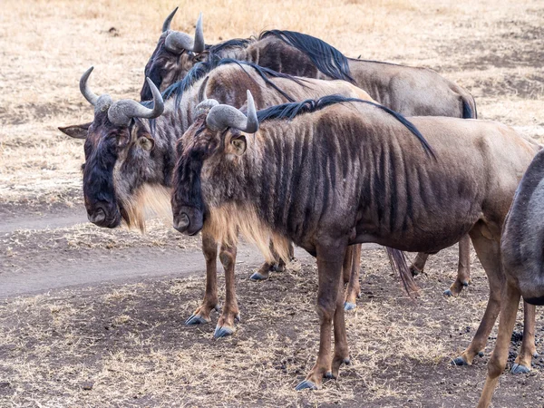 Ngorongoro 분화구에서 블루 wildebeests — 스톡 사진