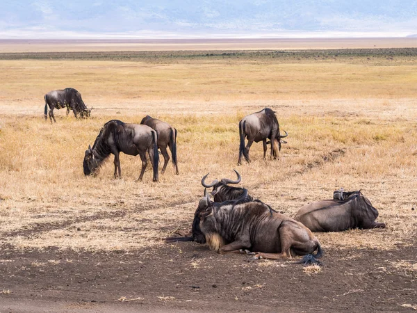 Blue wildebeests in Africa — Stock Photo, Image