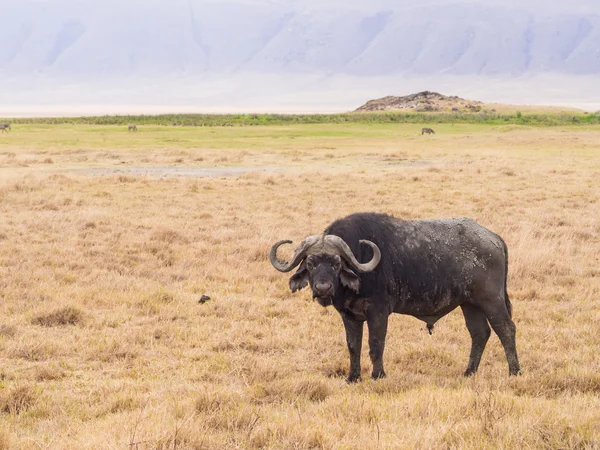 Kafferbuffel in Tanzania, Afrika. — Stockfoto