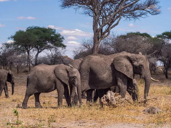 Hjord elefanter, Tanzania — Stockfoto