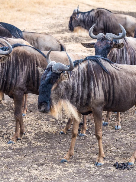 Ngorongoro 분화구에서 블루 wildebeests — 스톡 사진