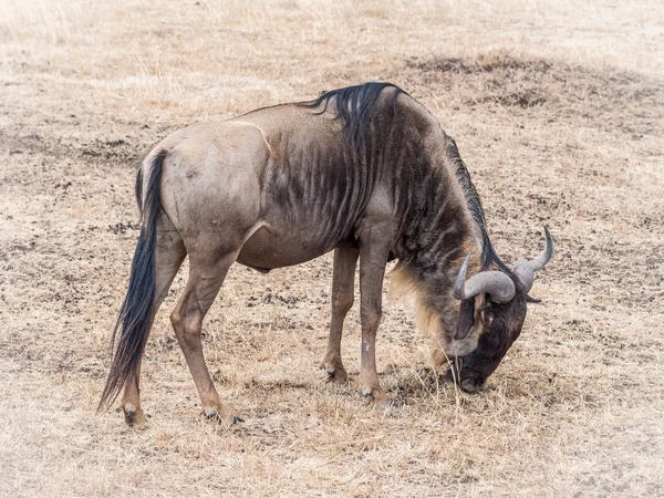 Ngorongoro 분화구에서 블루 wildebeests — 스톡 사진