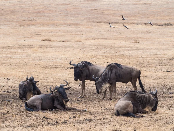 Blue wildebeests in Ngorongoro Crater — Stock Photo, Image