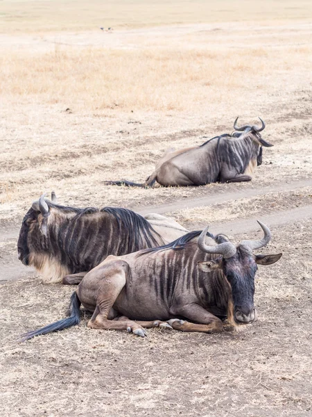 Blue wildebeests in Ngorongoro Crater — Stock Photo, Image