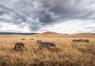 Zebras feeding in Ngorongoro Crater clipart