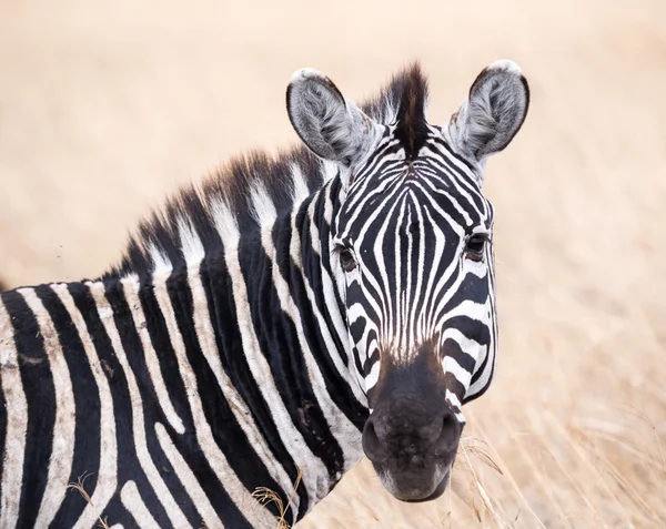 Llanuras de cebra en Tanzania — Foto de Stock