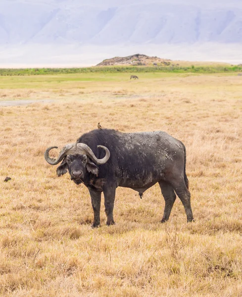 African buffalo (Syncerus caffer caffer) — Stock Photo, Image