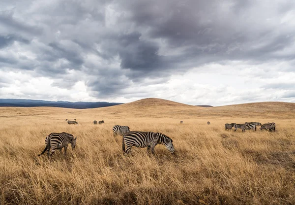 Zebror utfodring i Ngorongoro Crater — Stockfoto