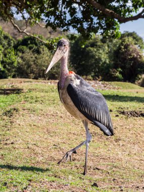 Marabut leylek, Afrika