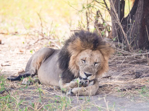 Lion in Tarangire National Park — Stock Photo, Image