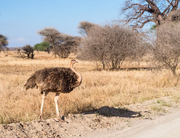 Female common ostrich — Stock Photo, Image