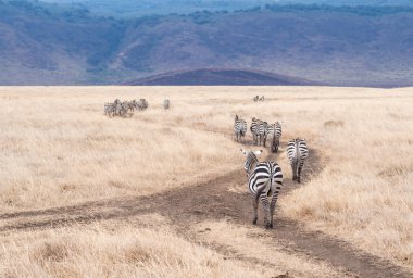 Common zebras, Africa clipart