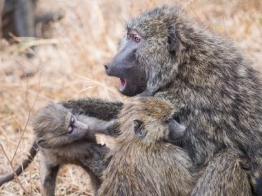 Bebek annesiyle maymun