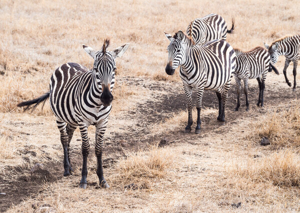 Plains Zebras (Equus quagga, also known as the common zebra or Burchell's zebras) in Ngorongoro Crater in Tanzania, Africa.