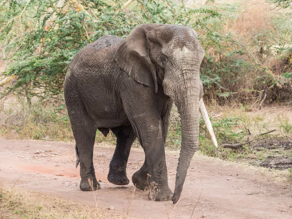 Slon africký v Ngorongoro — Stock fotografie