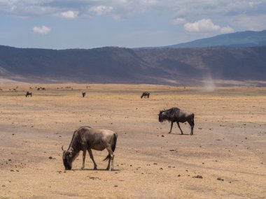 Ngorongoro krateri mavi öküz