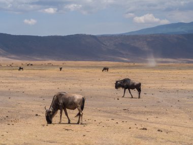 Blue wildebeests in Ngorongoro Crater clipart