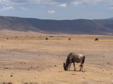 Ngorongoro krateri mavi wildebeest