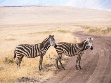 Common zebras, Africa clipart