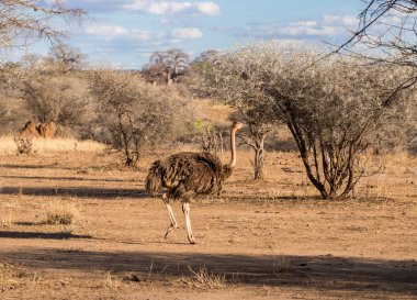Kadın ortak devekuşu
