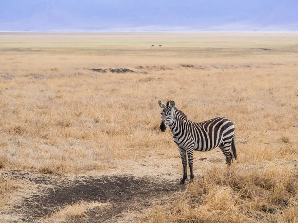 Zebra-da-planície, Equus quagga — Fotografia de Stock