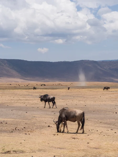 Blauwe gnoes in Ngorongoro Crater — Stockfoto