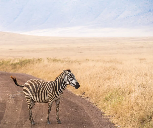 Zebra-da-planície, Equus quagga — Fotografia de Stock