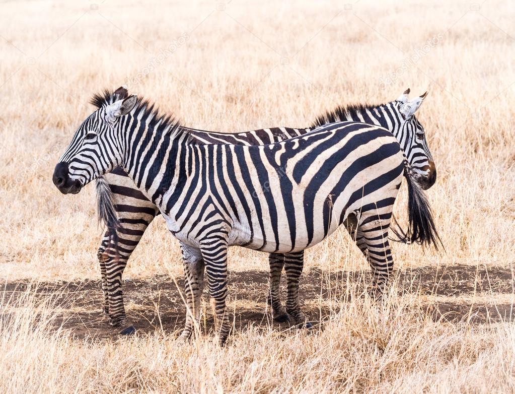 Common zebras, Africa