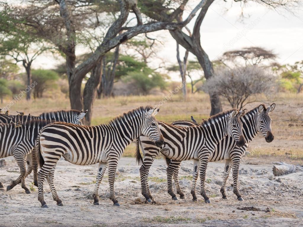 Common zebras, Africa