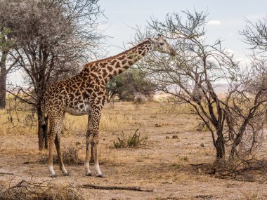 zürafa Tarangire Milli Parkı'nda