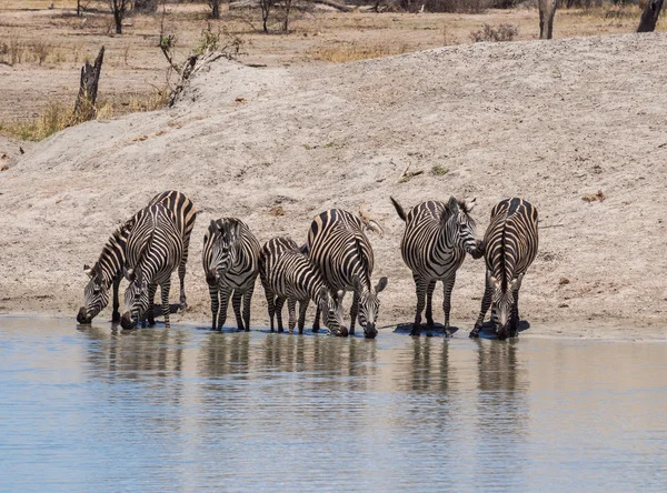 Slätterna zebror dricksvatten — Stockfoto