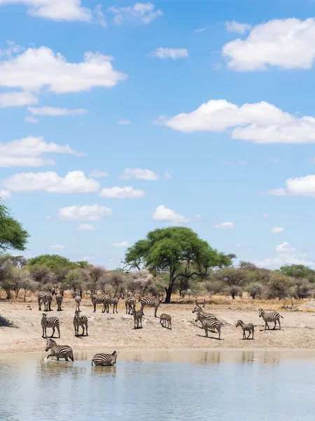Zebra's drinking water — Stockfoto