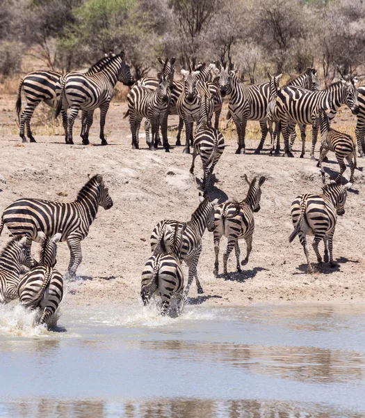 Plains Zebra's drinking water — Stockfoto