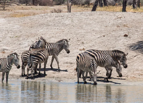 Alföldi zebra ivóvíz — Stock Fotó