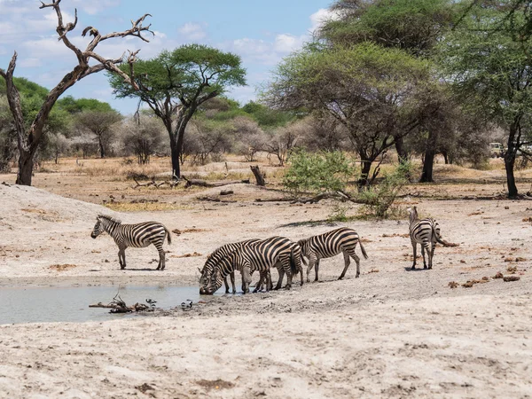 Zebras drinking water — Stock Photo, Image