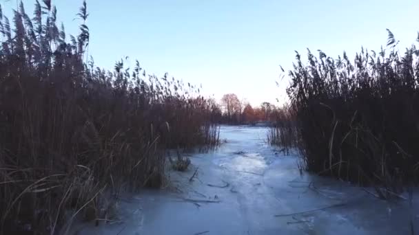 Hladký Let Mezi Keři Rákosí Zimní Sezóna Zamrzlá Řeka Pozadí — Stock video