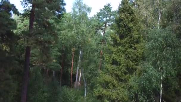 Vzlétnout Dron Mezi Listnatými Stromy Lese Obloha Mírně Zatažená — Stock video