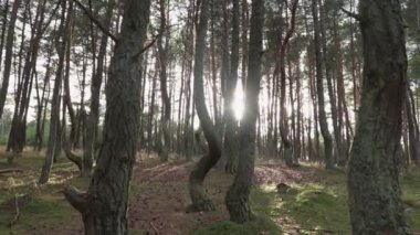 Ormanda kameranın düzgün hareketi, kıvrımlı kozalaklı ağaçlar, yaz mevsiminde kameraya yansıyan güneş ışığı.