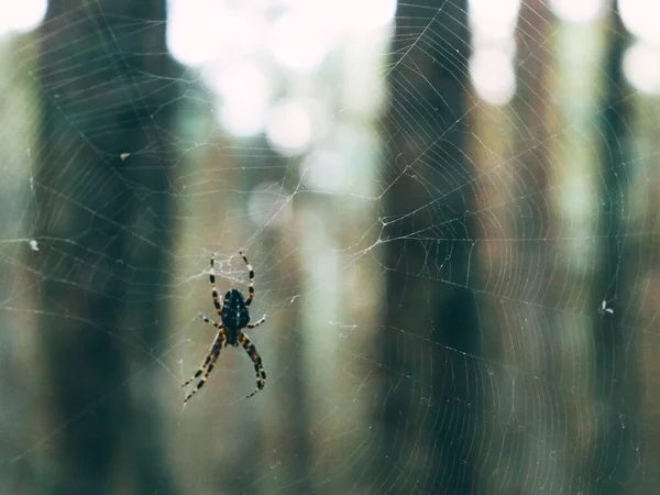 Aranha Grande Com Pernas Listradas Senta Uma Teia Grande Ligeiramente — Fotografia de Stock